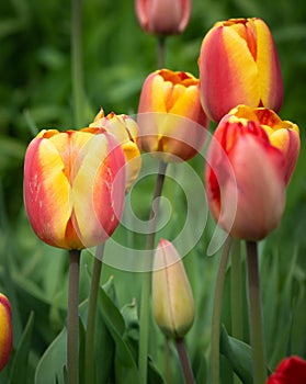 red and yellow tulips background .