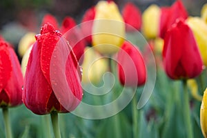 Red and Yellow Tulips