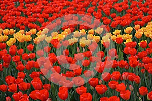 Red and yellow tulips on a bed.