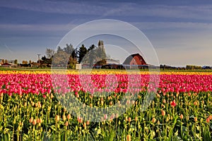 Red yellow tulips on the bed in Roozengaarde