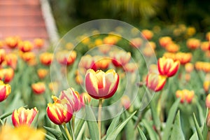 Red and Yellow Tulips Bloom in the Garden Background