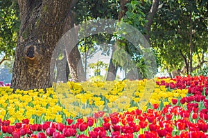 Red and yellow tulips are blooming in the garden. Beautiful floral background. Flowerbed with flowers. Close-up photo tulip