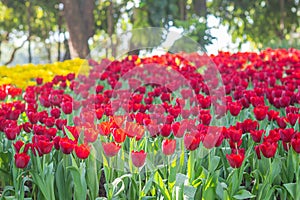 Red and yellow tulips are blooming in the garden. Beautiful floral background. Flowerbed with flowers. Close-up photo tulip