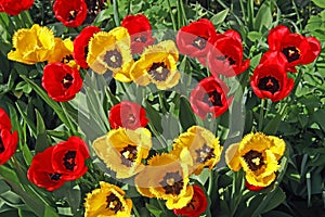 Red and yellow tulips, blooming in a garden in spring