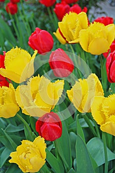 Red and yellow tulips, blooming in a garden in spring