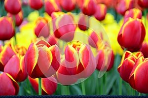 Red yellow tulips close up background in spring garden of Keukenhof from Netherlands