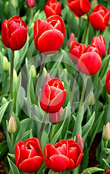 Red with yellow tulips close up in Goztepe Park in Istanbul, Turkey photo
