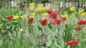 Red and Yellow tulips closeup video UHD