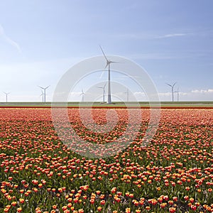 red and yellow tulips in colorful landscape of dutch noordoostpolder with wind turbines and blue sky