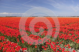 red and yellow tulips in colorful landscape of dutch noordoostpolder with wind turbines and blue sky