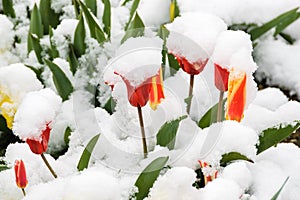 Red and yellow tulips covered with fresh snow