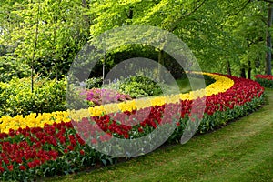 Red and yellow tulips in curved borders with fresh leaves