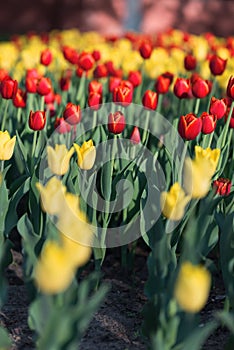 Red and yellow tulips in the defocus at the flower show.