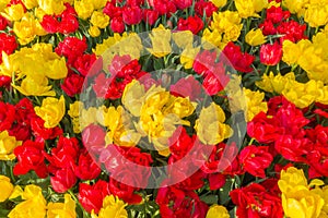 Red and Yellow Tulips