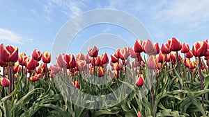 Red with yellow tulips in a field against a blue sky