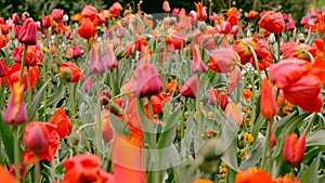 Red, yellow tulips field, green grass lawn, tulips flowers buds, heads. The camera moves back on the slider. Color
