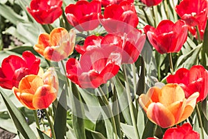 Red and yellow tulips on a flower bed with a sunny day.