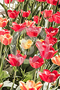 Red and yellow tulips on a flower bed with a sunny day.