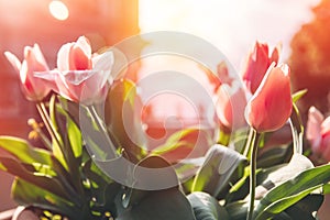 Red yellow tulips in flower market with sun light. Natural background