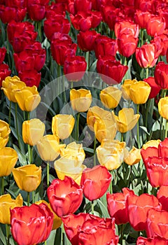 Red. Yellow. Tulips Flower. Nature. Garden. Flora