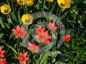 Red and yellow tulips flowering in the garden. Springtime