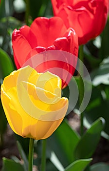 Red Yellow. Tulips. Flowers. Nature. Garden. Flora