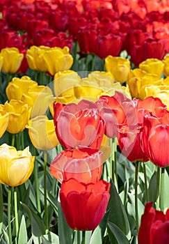 Red. Yellow. Tulips. Flowers. Nature. Garden. Flora