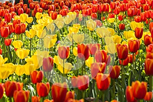 Red and yellow tulips flowers