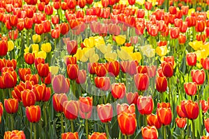 Red and yellow tulips flowers