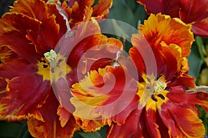 Flaming Tulips