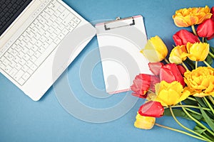 Red and yellow tulips , laptop , notepad on a blue background Flat lay Copyspace.