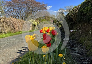 Red and Yellow tulips on Low Lane, Cowling, UK