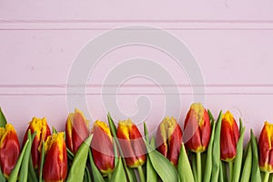 Red and yellow tulips lying in a row on pastel background with place for text. Spring concept. Flat lay, top view.