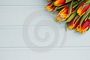 Red and yellow tulips lying in a row on pastel background with place for text. Spring concept. Flat lay, top view.