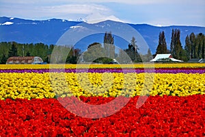 Red Yellow Tulips Mt Baker Skagit Washington photo