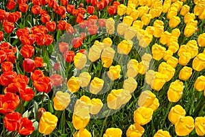 Red and yellow tulips nature background, flower pattern, gardening