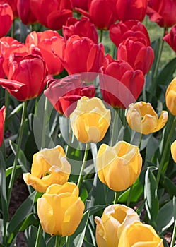 Red. Yellow. Tulips. Nature. Flowers. Garden. Flora