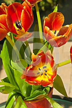 Red and yellow tulips in an orange vase with a yellow rim