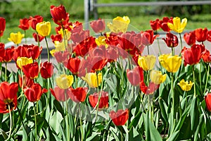 Red and yellow tulips in the Park on a flower bed
