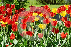 Red and yellow tulips in the Park on a flower bed