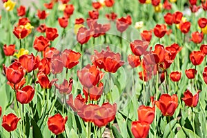 Red and yellow tulips in the Park on a flower bed