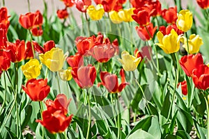 Red and yellow tulips in the Park on a flower bed