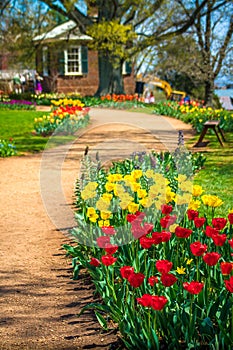 Red & Yellow Tulips on Path