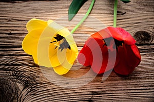 Red and yellow tulips on a rustic