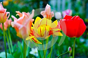 Red and yellow tulips with selective focus