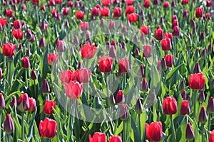 red yellow tulips in sunlight in rows in a long flower field in