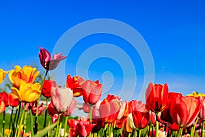 Red and yellow tulips in the sunshine on a meadow