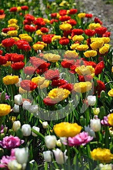 Red and Yellow Tulips at Veldheer Tulip Garden in Holland