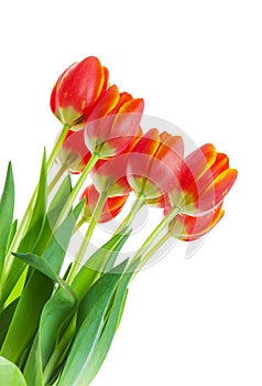 Red and Yellow Tulips on White