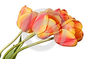 Red-yellow tulips on a white background